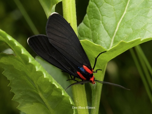 White-tipped Ctenucha photo 3