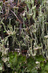 Cladonia deformis