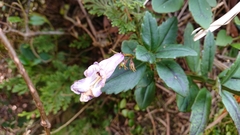 Lysionotus pauciflorus