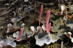Clavaria rosea