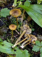 Entoloma formosum