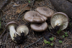 Lactarius montanus