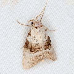 Acatapaustus metallopa