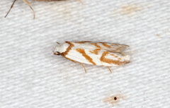 Oxythecta