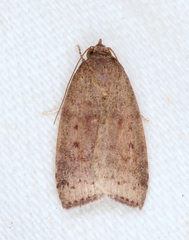 Austrocarea iocephala