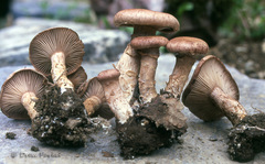 Cleistocybe vernalis