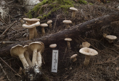 Cleistocybe vernalis