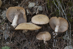 Cleistocybe vernalis