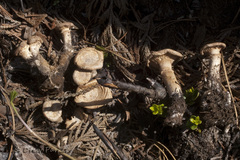 Cleistocybe vernalis