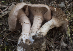 Cleistocybe vernalis