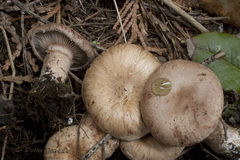 Cleistocybe vernalis