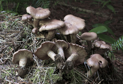Cleistocybe vernalis