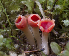 Microstoma protractum