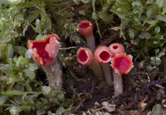 Microstoma protractum