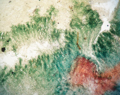 Microstoma protractum