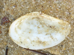 Macomona deltoidalis