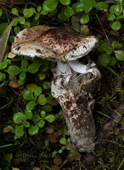 Tricholoma dulciolens