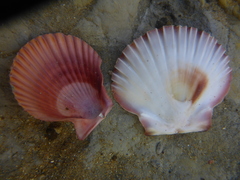 Mimachlamys asperrima