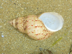 Phasianella australis