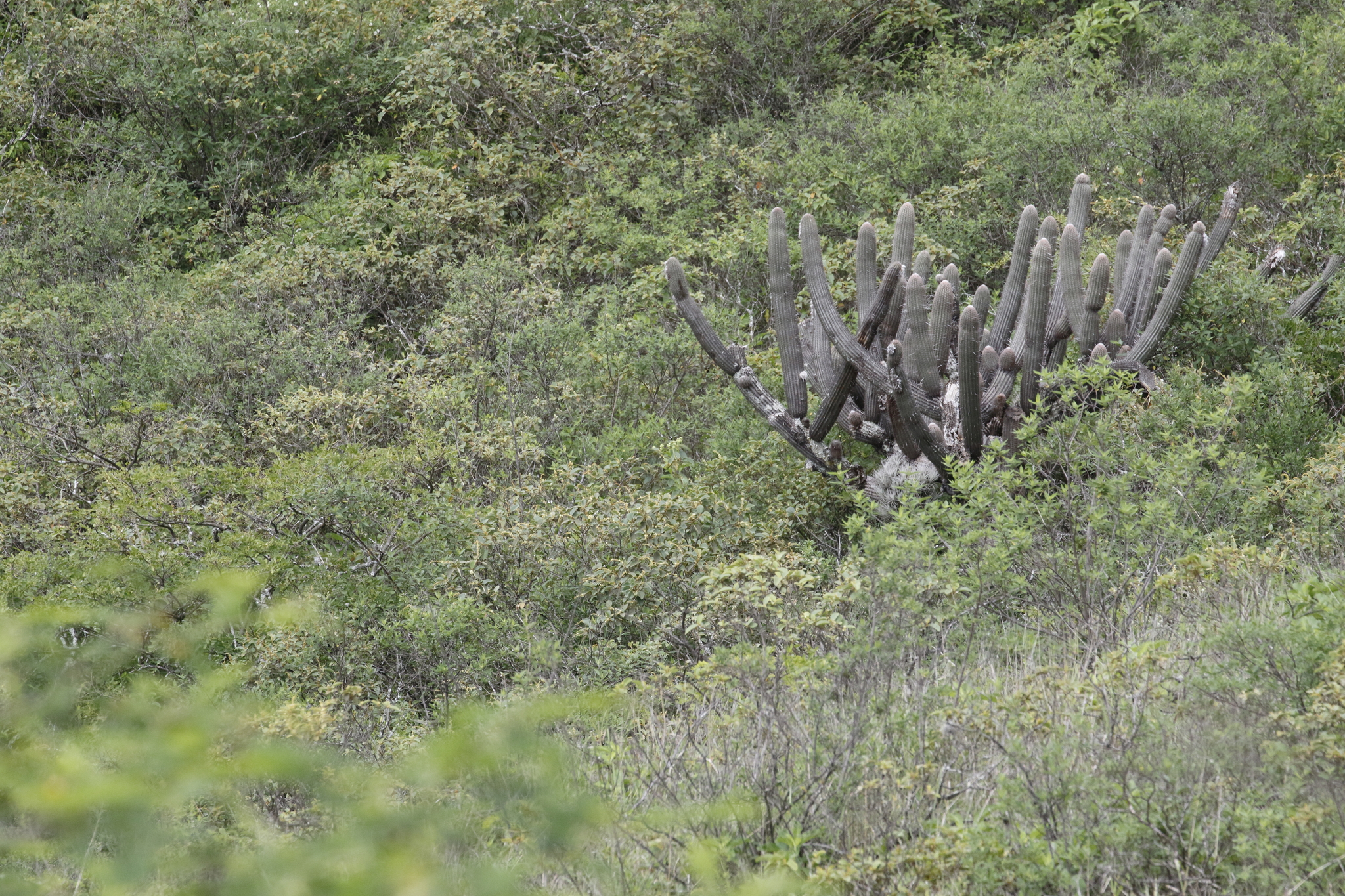 Espostoa lanata image
