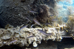 Trachinops noarlungae