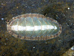 Ischnochiton elongatus image