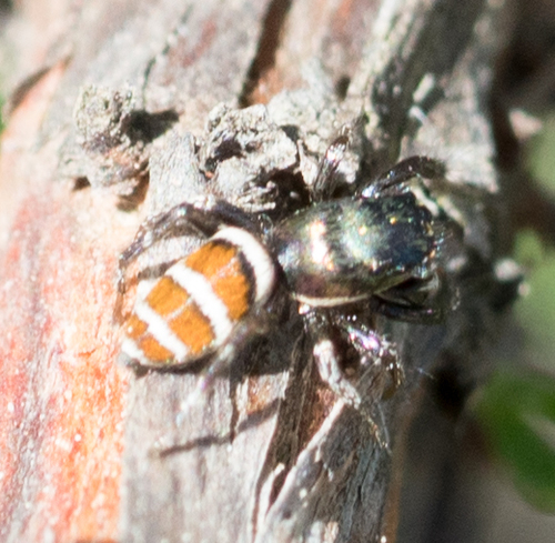 Salticus palpalis photo 2
