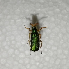 Cerocoma schaefferi
