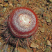 Melocactus stramineus - Photo (c) Holly Greening, some rights reserved (CC BY-NC), uploaded by Holly Greening