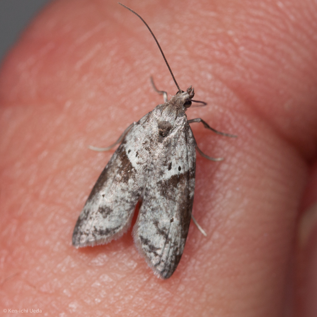 Lotisma trigonana