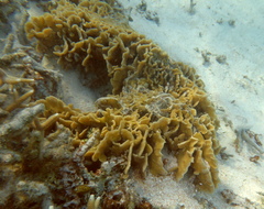 Pavona frondifera
