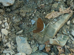 Tanaecia julii