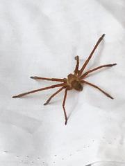 Eusparassus