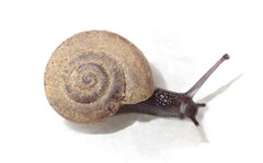 Helminthoglypta greggi