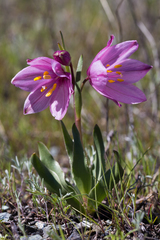 Fritillaria pluriflora