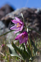 Fritillaria pluriflora