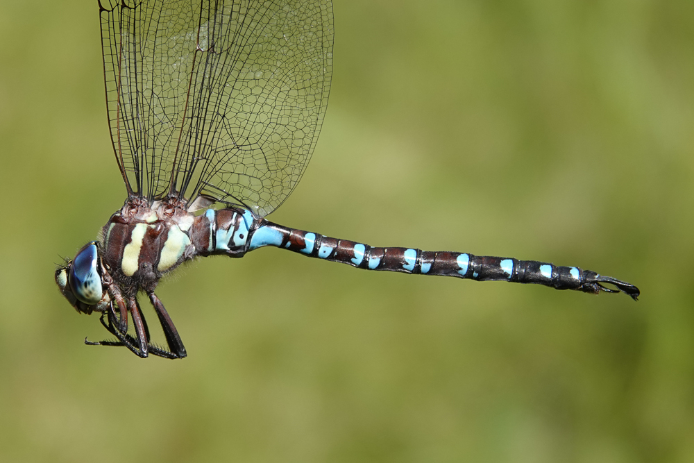 Persephone's Darner