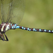 Persephone's Darner - Photo (c) Cameron Eckert, some rights reserved (CC BY-NC), uploaded by Cameron Eckert