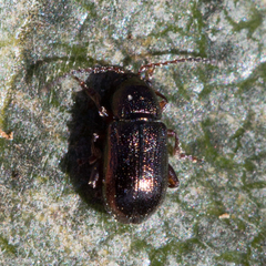 Hemiglyptus basalis