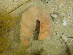 Cryptoplax striata