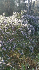 Ceanothus impressus nipomensis
