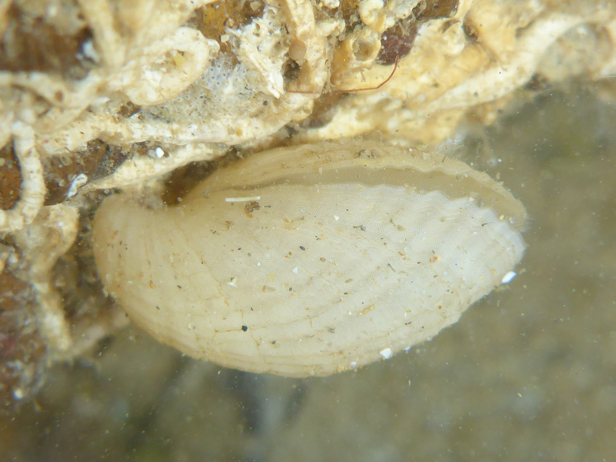 phylum brachiopoda
