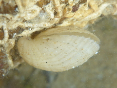 Magellania flavescens