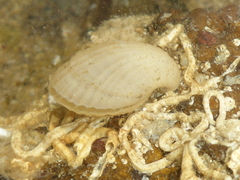 Magellania flavescens