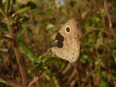 Ypthima avanta