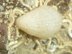Magellania flavescens