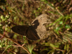 Ypthima avanta