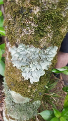 Pseudocyphellaria montagnei