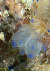 Clavelina australis