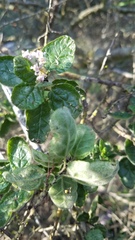 Ceanothus impressus nipomensis